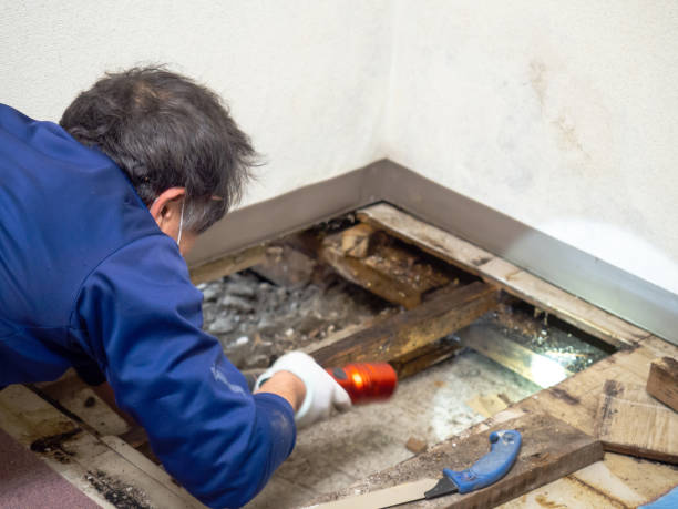 Best Attic Mold Remediation in Honsville, GA
