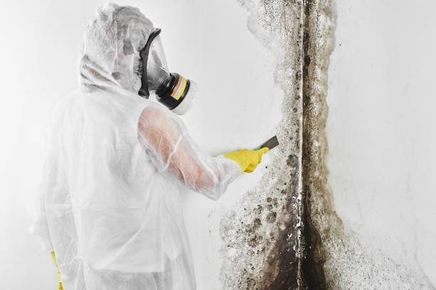 Best Health and Safety Mold Remediation in Honsville, GA