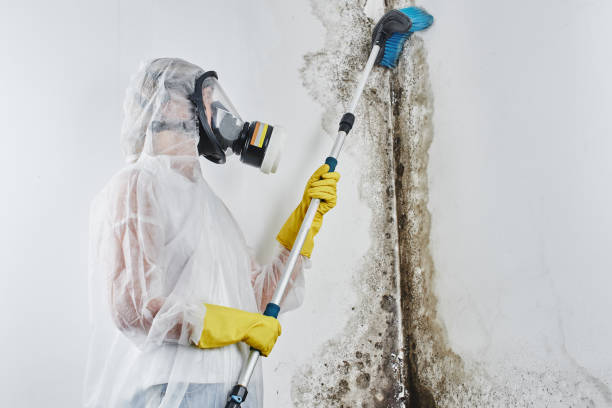 Best HVAC Mold Remediation in Honsville, GA