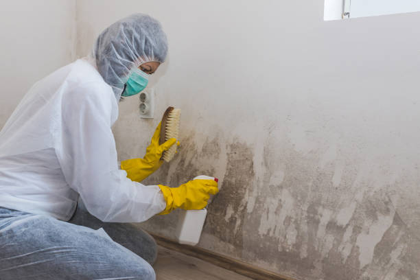 Best Insurance-Related Mold Remediation in Honsville, GA