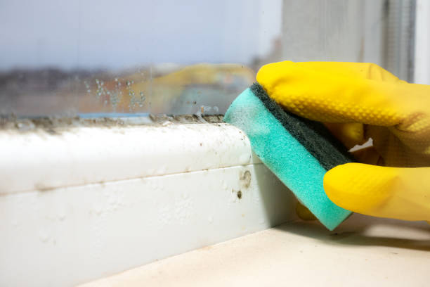  Honsville, GA Mold Removal Pros
