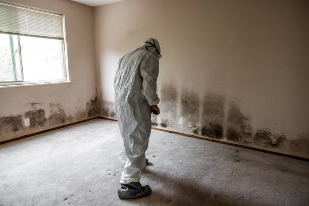 Best Crawl Space Mold Remediation in Honsville, GA