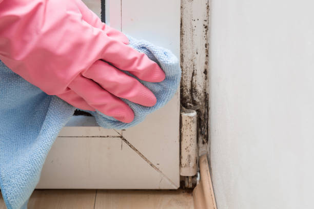 Best White Mold Remediation in Honsville, GA