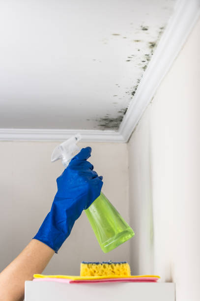 Best HVAC Mold Remediation in Honsville, GA